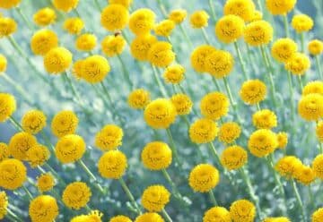 Fleurs jaunes sauvages : découvrez les 5 plus belles variétés et comment les cultiver